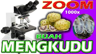 ZOOM 1000X BUAH MENGKUDU