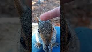 Tiny The Squirrel Gets Some Pets And A Snack