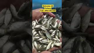 Common Carp Fish seed Available. #fish #fishing. Link- https://sites.google.com/view/alifishery/home