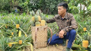 Harvest pineapple garden Bring to market to sell / Daily life | Triệu Văn Tính