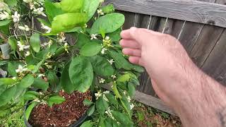 Washington Navel Orange Tree in Pot