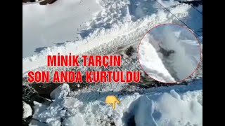 Yavru Köpek Ölümden Son Anda Kurtuldu