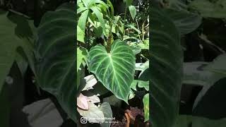 Philodendron Verrucosum #philodendronverrucosum #philodendron