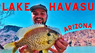 Shore Fishing Arizona’s Lake Havasu! - Multispecies