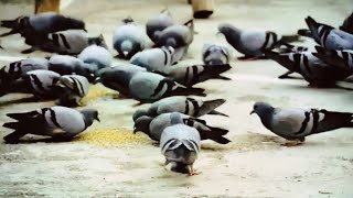 Rock Pigeon, burgundy legs, a bird that has inherited a compassionate nature over thousands of years