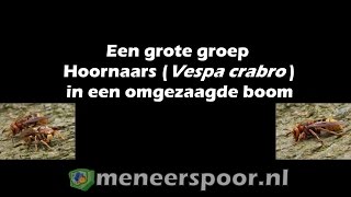 Vele hoornaars (Vespa crabro) bij het nest in een omgezaagde boom