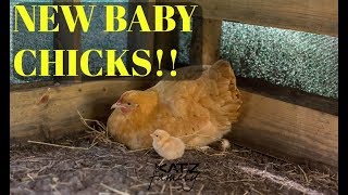 Will Be Live All Day To Watch Baby Chicks Hatch 2 of 21 so far!