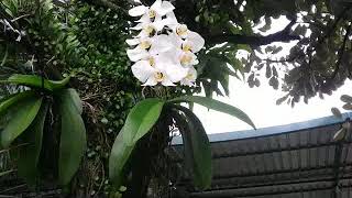 Beautiful blooms - lots of spikes on Phalaenopsis amabilis - grow Phal on the tree