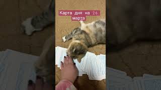 Карта дня на 26 марта.личные расклады 89085651335