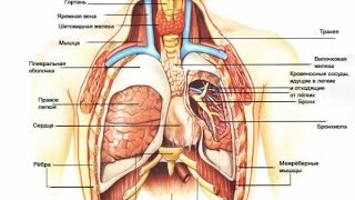Краткий обзор строения человека - Анатомия просто!