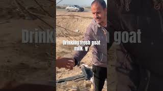 Drinking fresh milk goat 🐐 | Jordan 🇯🇴#traveller #travelstory #jordantravel #travelvlog