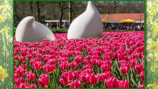 Visit to Keukenhof Gardens & Rotterdam, April 2, 2017