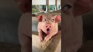 pigs🐷 funny🤣🤣 #funny #crazy pigs #funnyanimal #funnyvideo #funnyfarmanimal #ytviral #funnypig