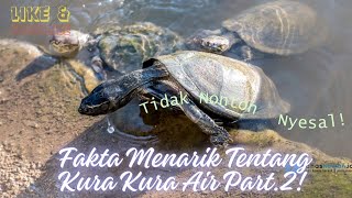 Fakta Menarik Tentang Kura Kura Air Part. 2