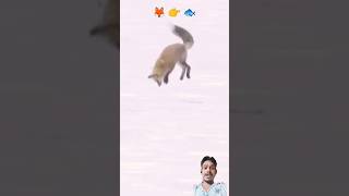 शिकार करने का गजब तरीका 😱💥🐟 |Amazing way to hunt 😲🦊 #shorts #fox #animals #lomdi