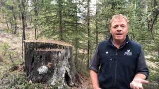 Year 1 Kootenay Connect: Williamson’s Sapsuckers Habitat Enhancement Assessment