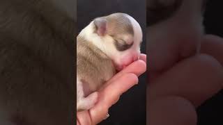 It doesn’t get any cuter than this newborn chihuahua