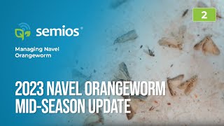 #2 2023 Mid-Season California Navel Orangeworm (NOW) Update