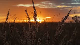 Sunset's Harvest: Golden Wheat Fields Aglow in the Evening Light 🌾🌅