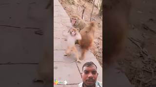 #funnyshort of dancing monkey -bander