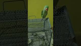 cute parrot#mitu mitu#viral#shortsvideo#youtubeshorts#parrot