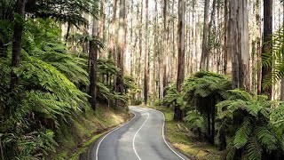 Highlights of Car 🚗Ride to Dendanong Ranges #melbourne #australia #dendanong #yarravalley#dailyvlog