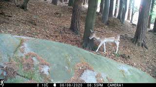 Fallow deer strolls past.