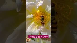 Netherlands Vlogs | Honey Bee @work