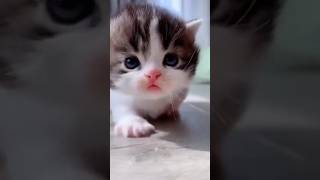 cute baby cat😺😺#cat#shorts#short#shorts#shortvideo#trending#cute