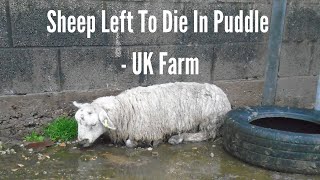 The Dark Reality of UK Farming: Sheep Left To Die In Puddle