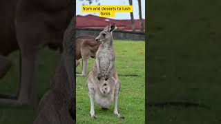 ❤️ kangaroos Herbivorous Animals#shortvideos #trending #viral #nature #canvas #beauty #subhanallah