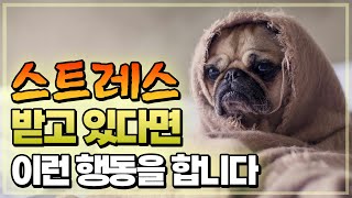 강아지가 스트레스를 받고 있다면 보이는 행동은?