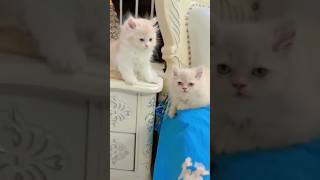 Cute cats playing #shorts