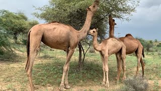 في الصحراء، تعيش الإبل مع أحبائها بمحبة شديدة😍 Thar S desert