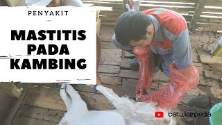 Mastitis | Penanganan Penyakit Radang Ambing Pada Kambing | Inflamation of The Udder