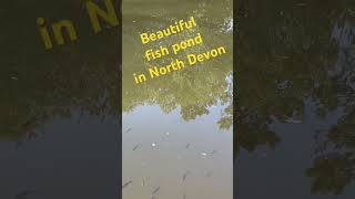 Well stocked fish pond North Devon England