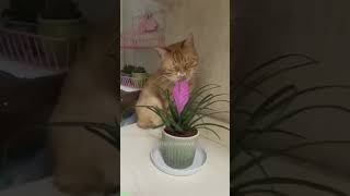 Funny cat videos 🤣📷 #cat #catlover #funnycat #shortvideo #shortsfeed #shorts EPISODE 201