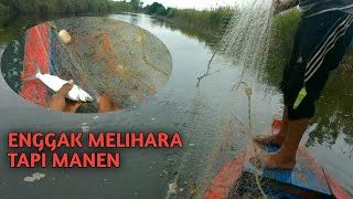 Ternyata di Sungai Ini Ada Ikan Bandengnya" Enggak Melihara Tapi Panen