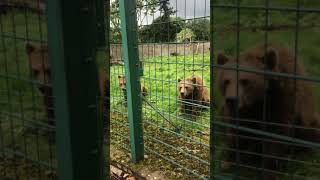 Camperdown day or seeing the bears