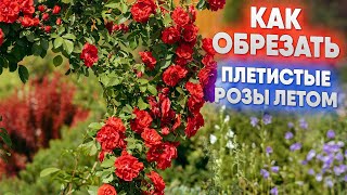 Как обрезать плетистые розы летом