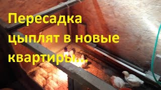 Пересадка цыплят в новые квартиры