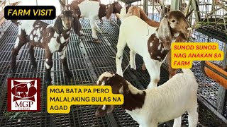 PAG BISITA SA KAMBINGAN NI BOSS MARTIN POBLADOR NG MGP FARM NG LIAN BATANGAS/BOER GOAT FARMING