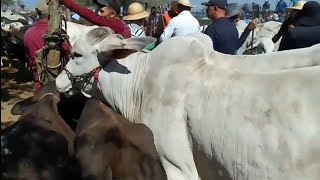 Tradicional Teira do Gado em Tabira PE