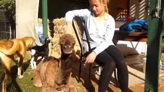 Zaki (thirteen days old), Sara and friends enjoying the afternoon sun