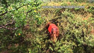 Jagd mit Vorstehhunden - Hunters Video