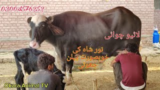 Noor shah ki top buffalo for sale Okara Animal TV 03004576252/24/10/2024/لوکیشن نور شاہ پنجاب