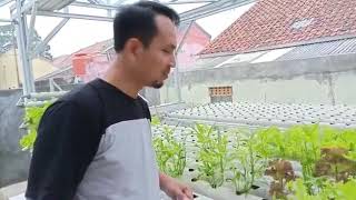 Panen kangkung hidroponik