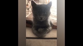 Котёнок играет со своим хвостом - неравная схватка!