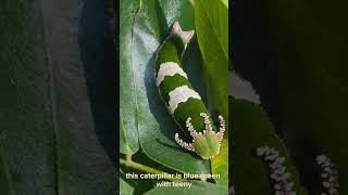 Little green caterpillar