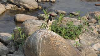 Red-wattled lapwing #lapwing #birds #birdsvideo #nature #drsopticalemotions